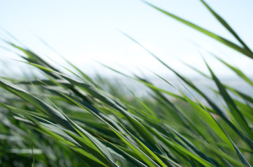 Blades of grass fluttering in the wind with a blurry seascape in the background.