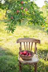 Apple harvest. Ripe red apples in the basket on the green grass.