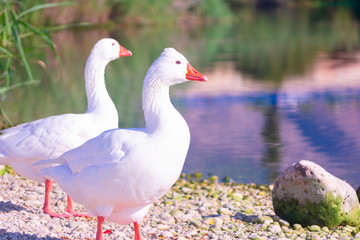 Cisnes en la laguna del rio algar en pueblo pesquero de Altea ,Alicante(España)