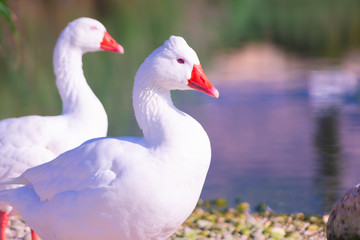 Cisnes en la laguna del rio algar en pueblo pesquero de Altea ,Alicante(España)