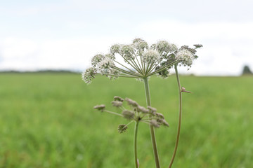 White flower in the form of an umbrella on a background of green field