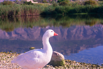 Cisnes en la laguna del rio algar en pueblo pesquero de Altea ,Alicante(España)