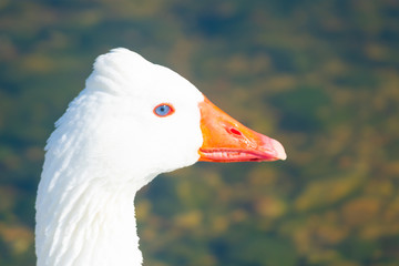 Cisnes en la laguna del rio algar en pueblo pesquero de Altea ,Alicante(España)