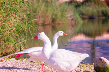 Cisnes en la laguna del rio algar en pueblo pesquero de Altea ,Alicante(España)