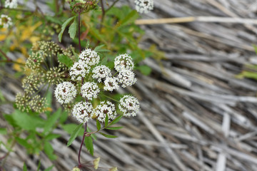 White flower on a background of dry cane stalks