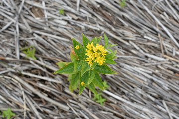 Yellow flower on a background of dry cane stalks