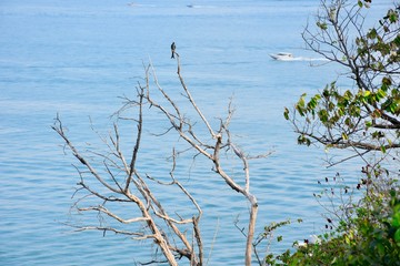 tree in water