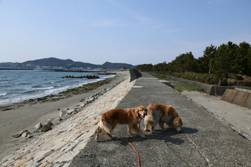 ゴールデンレトリーバー