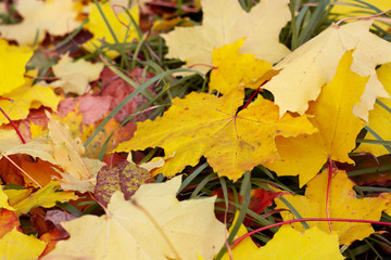 Fallen autumn yellow maple leaves