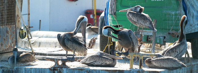 Los Angeles Albatross