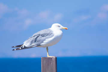 Isla de Tabarca  enfrente de el pueblo costero de Santa Pola en la provincia de Alicante(España)