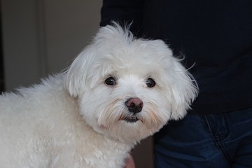 cuddle white maltese dog