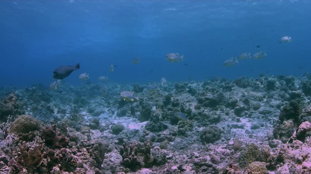 Sailfin Snapper on a colorful coral reef. Tubbataha Reef dive site Kook 4k footage