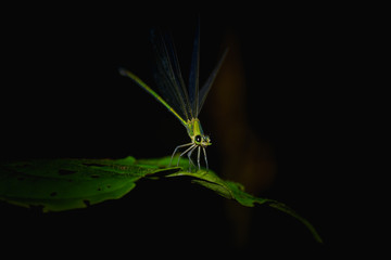 Beautiful butterfly sitting on green leaf in nature.