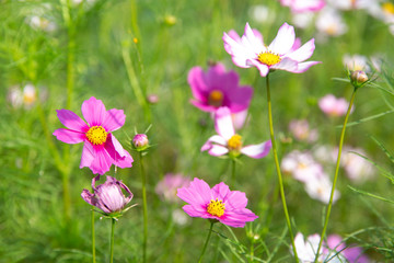 Fototapeta premium pink flowers in the garden