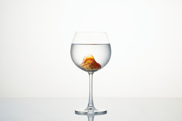 little goldfish moving in wineglass of water