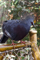 Pigeon
