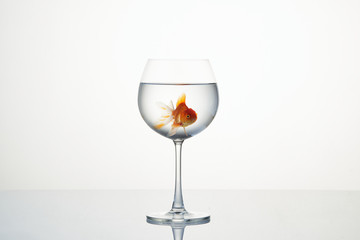 little goldfish moving in wineglass of water