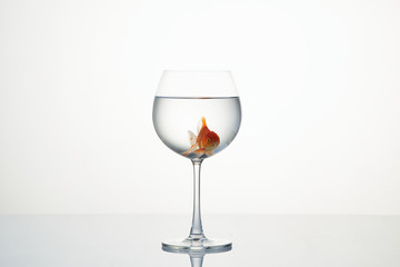 little goldfish moving in wineglass of water