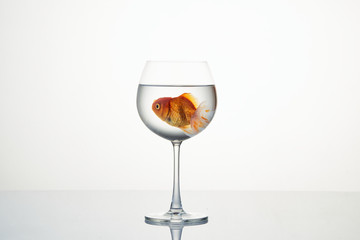 little goldfish moving in wineglass of water