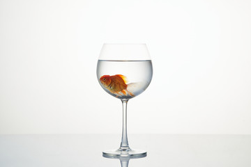 little goldfish moving in wineglass of water