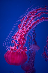 Pink-red  jellyfish