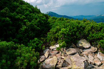 The thickets of wild mountain pine grow on the stone top of the mountain against the backdrop of high mountain forests