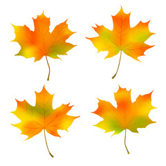 Naklejka na ściany i meble autumn maple leaves isolated on white background