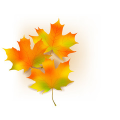 autumn maple leaves isolated on background