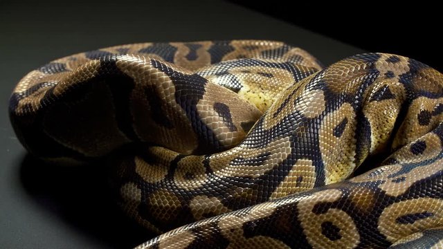 Video of ball python in dark background