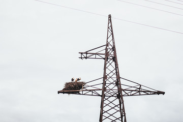Power lines, stork nest, birds