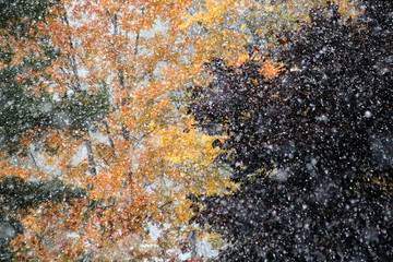Snowfall and fall colors at the beginning of October in Forssa, Southern Finland. 