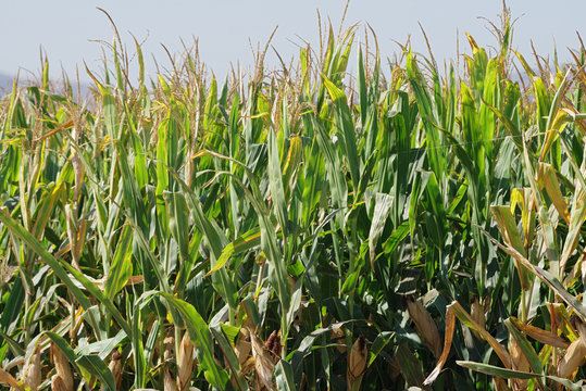 Image showing a corn field in Southern California.
