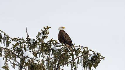 An American Bald Eagle perched on a snow covered pine.