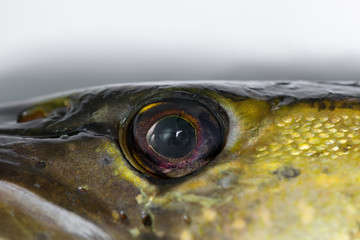 Close up view of pike fish eye
