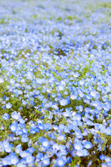 Obraz na płótnie Canvas Nemophila field, beautiful blue flowers blooming 