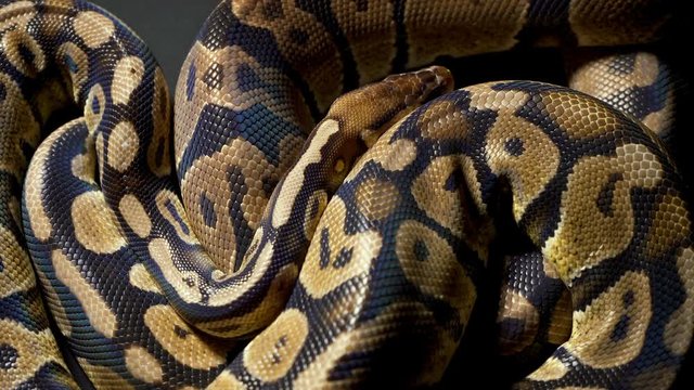 Footage of ball royal python on dark