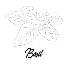 A sprig of basil. Vector hand drawn basil leaves. Vector illustration of basil for restaurant design.
