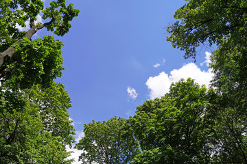 trees against the blue sky
