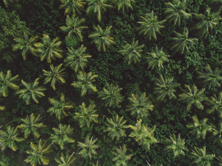 La Digue - Seychelles