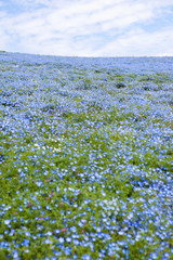 Nemophila field, beautiful blue flowers blooming 