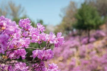 Obraz premium flowers on a background of blue sky