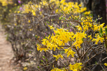 yellow flowers in garden