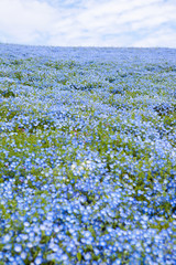 Nemophila field, beautiful blue flowers blooming 