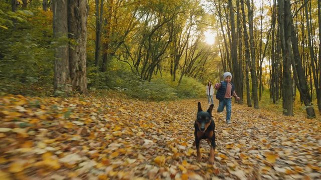 A little boy with a dog on a leash runs in the autumn park or forest. Mom and son walk with a dwarf pinscher. Slow-motion 4k video