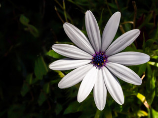White daisy flower with defocus background