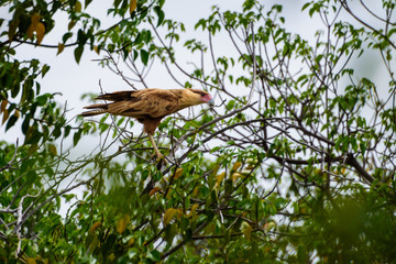 Southern Caracara