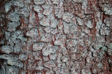 bark of a tree