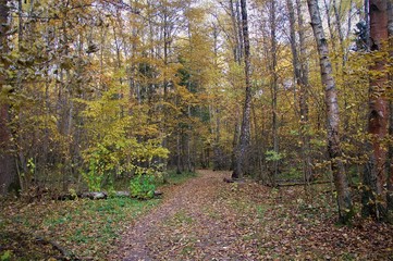 autumn in the forest