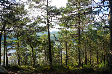 beautiful Norwegian forest landscape on a Sunny summer day